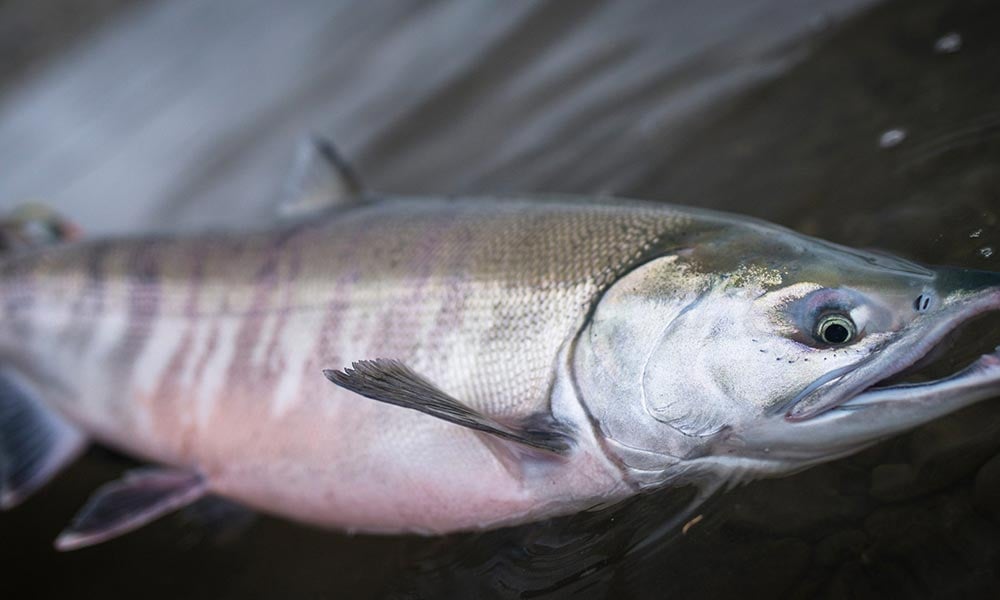 Chum Keta salmon returned to river in Alaska