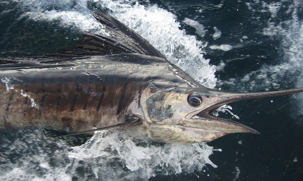 Sailfish fishing destinations & trips