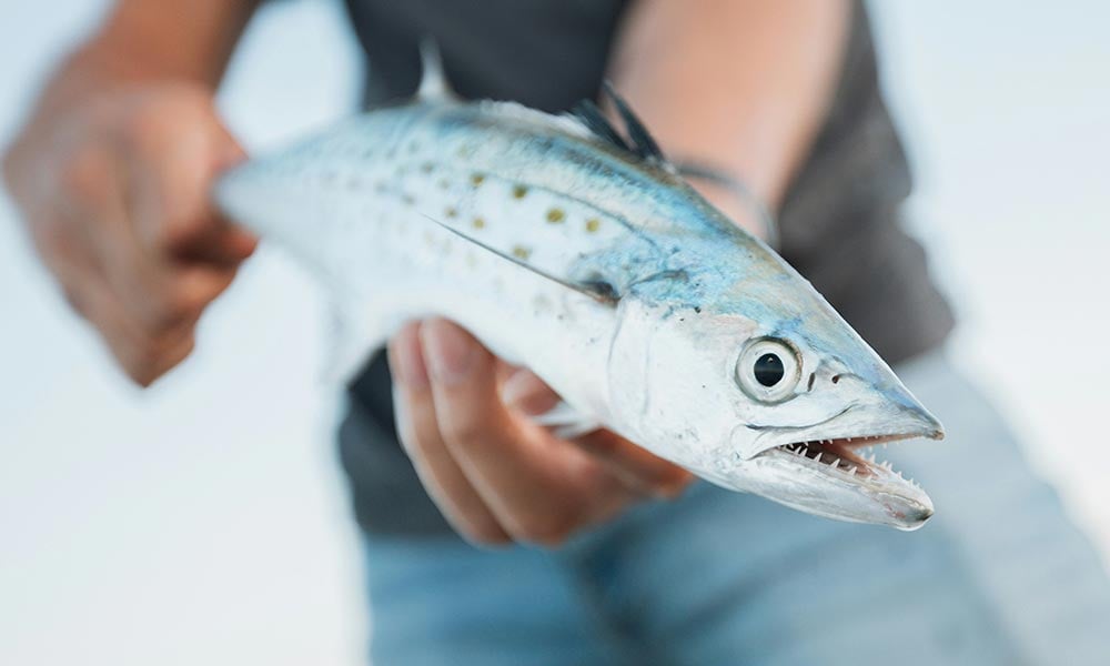 Spanish mackerel fishing destinations & trips