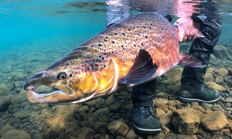 Eleven Hölkná Cabins in Iceland, guided atlantic salmon, sea-trout