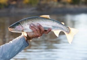 Wild rainbow trout from Patagonian river