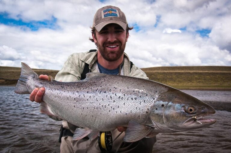 Fresh sea trout (sea-run brown trout) caught fly fishing in Argentina