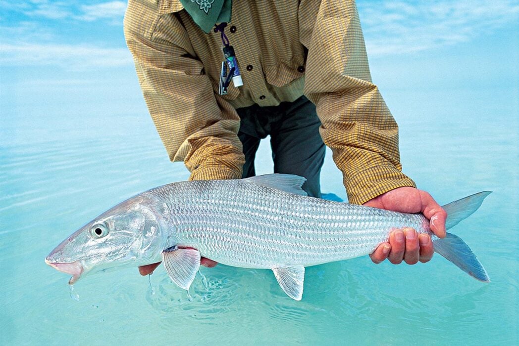 Bonefish in turquoise waters in the Bahamas