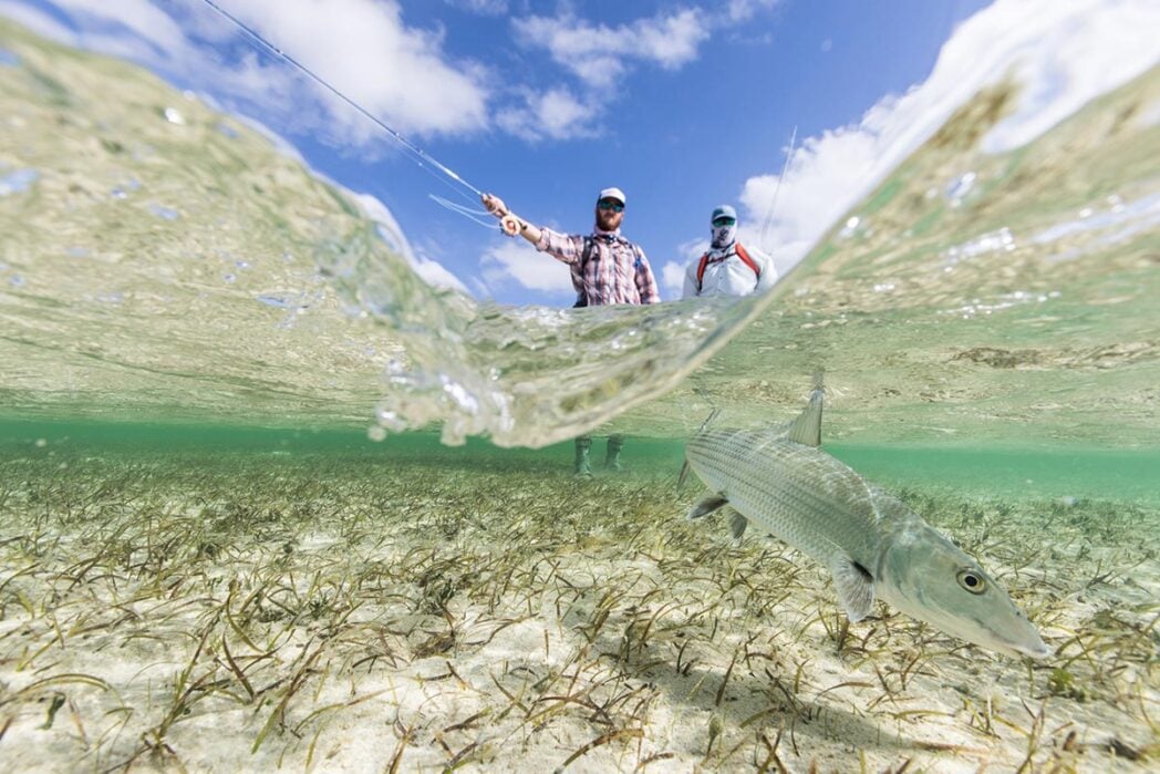 Underwater shot of bonefish, flats fishing Bahamas