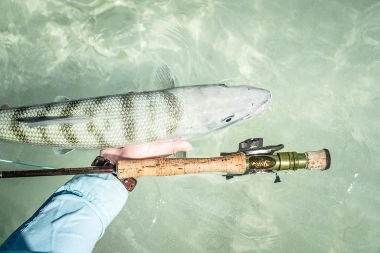 Large bonefish being released into water