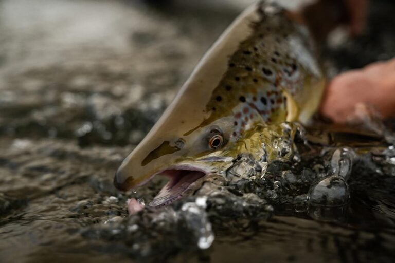 Atlantic salmon being returned to water