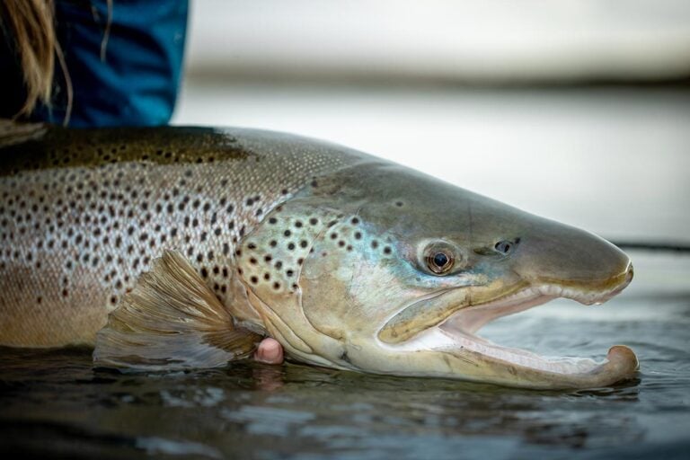 Close-up large sea-run brown trout, Argentina