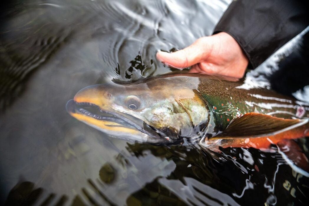 Dolly Varden trout in Alaskan river