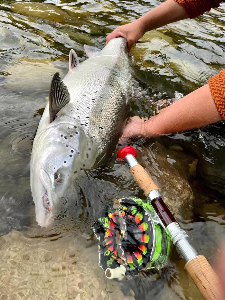 Gaula fly fishing - large Atlantic salmon caught