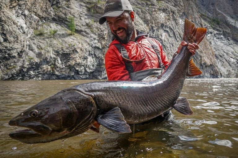 Monster taimen trout mongolia