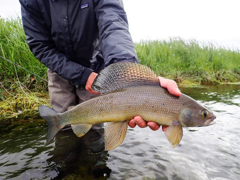 Graying fly fishing Alaska