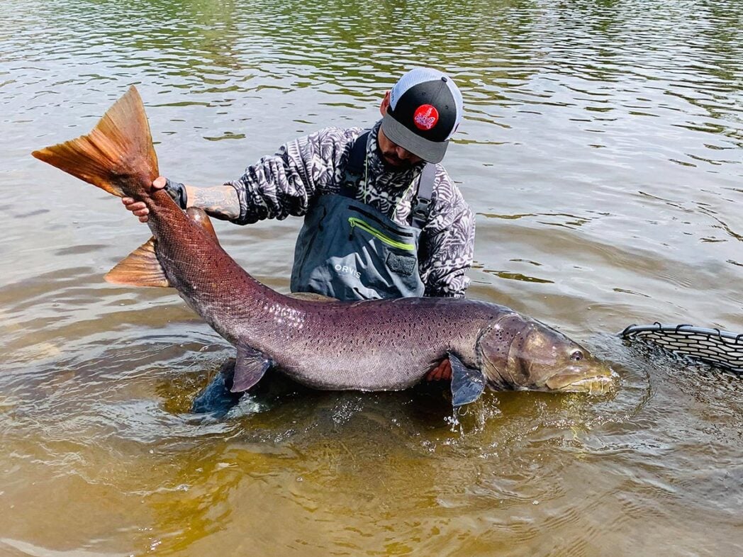 Massive taimen trout landed in Mongolia