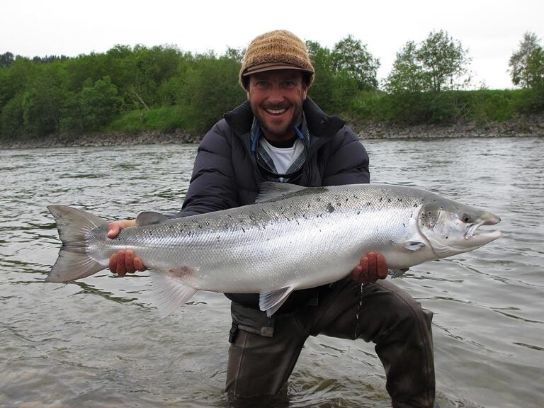 Huge salmon, Gaula River Norway