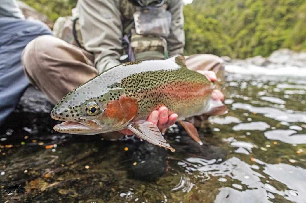 Clouse-up rainbow trout in New Zeland