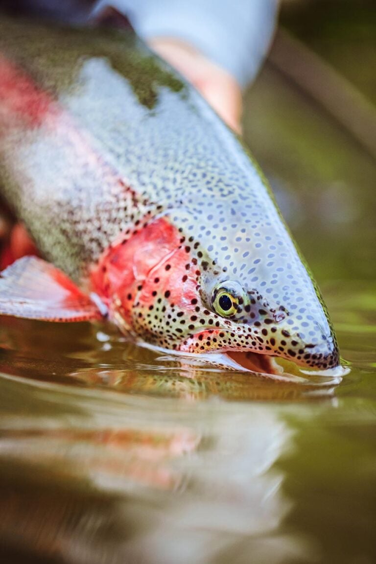 Rainbow trout close-up, Patagonia