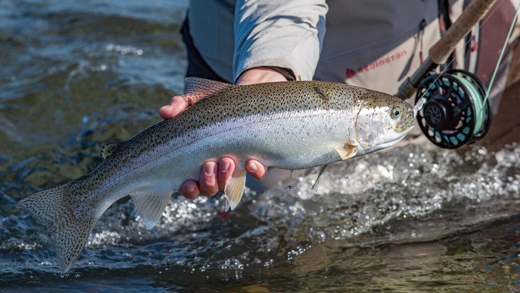 Rainbow trout in Alaska, caught on the fly