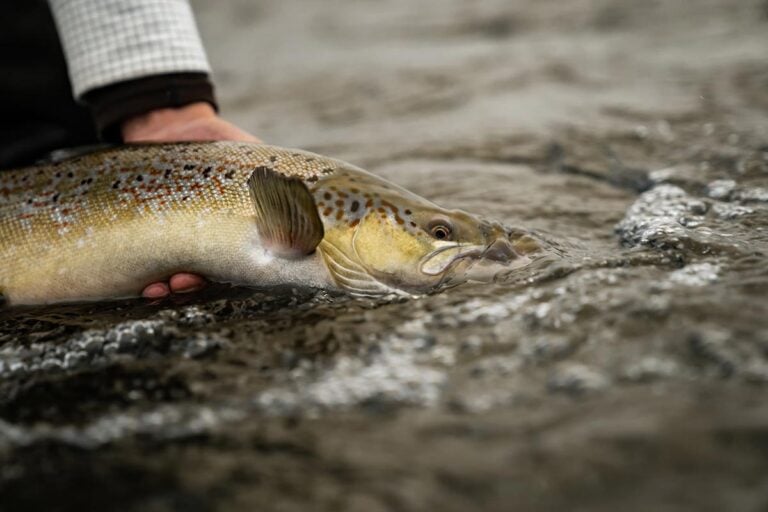 Wild salmon released into Icelandic river