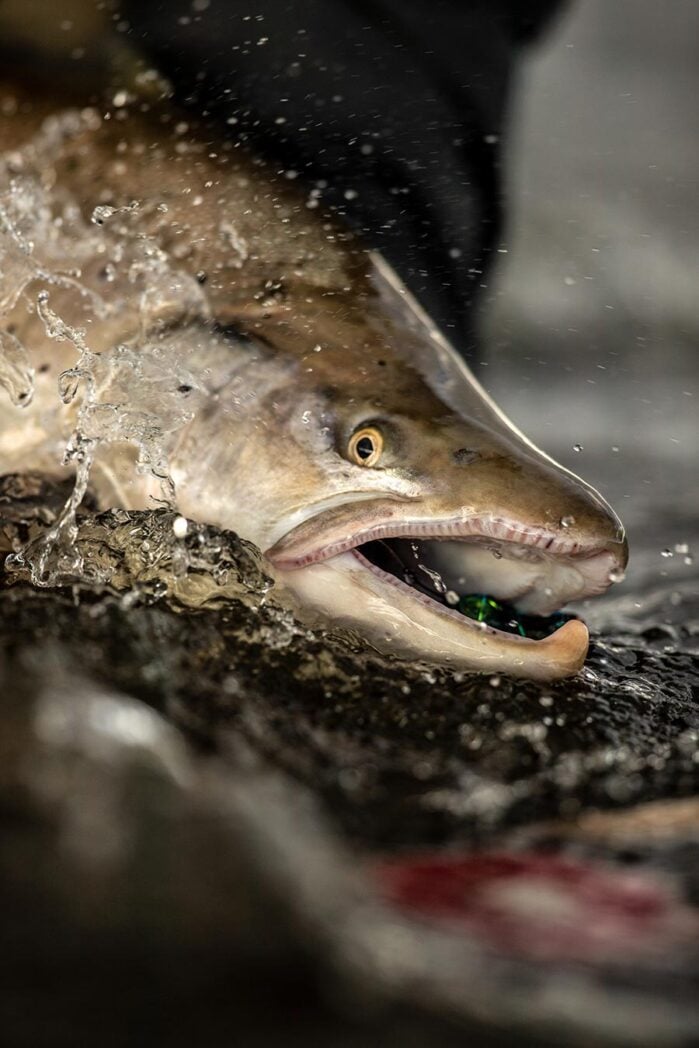 Closeup sea-run brown trout