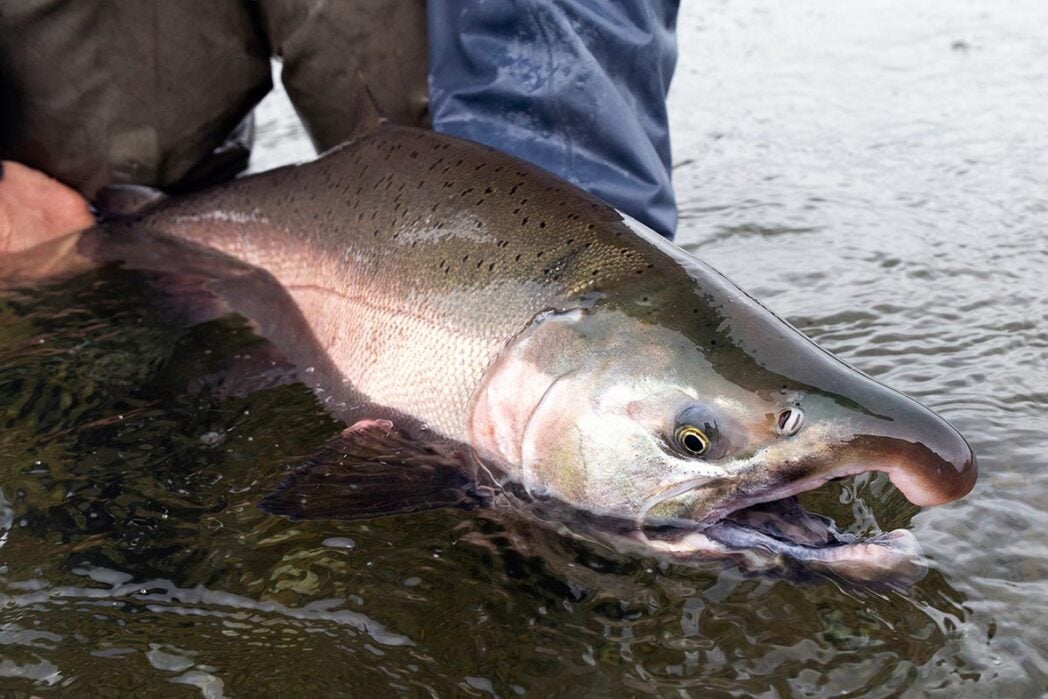 Large hooknose salmon in Alaskan river