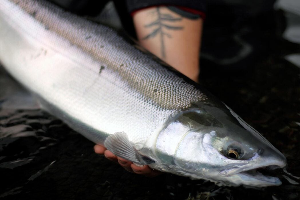 Sockeye silver salmon in water