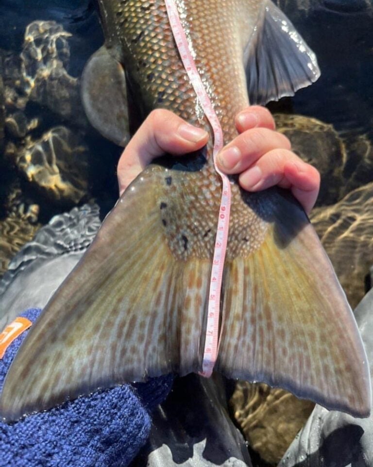 Tail measurement of big salmon caught in Iceland