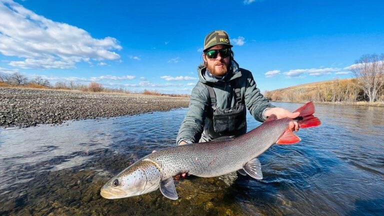 Beautiful coloured taimen trout