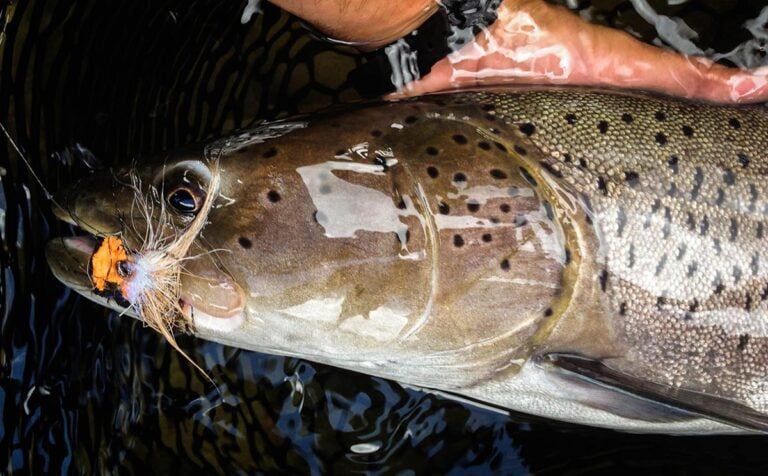 Closeup of taimen trout