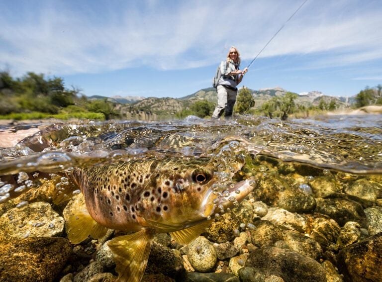 Underwater hooked brown trout photo