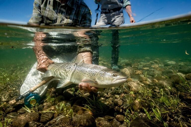 Underwater photo trout in Patagonia