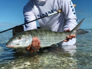 Bonefish held by angler, Bahamas
