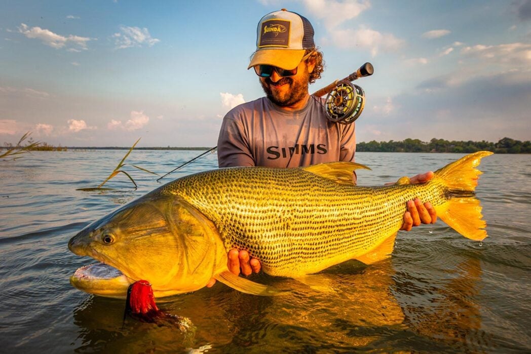 Dorado with fishing fly in mouth