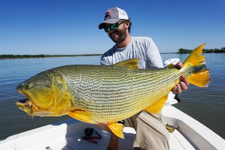 Fly fisher with golden dorado