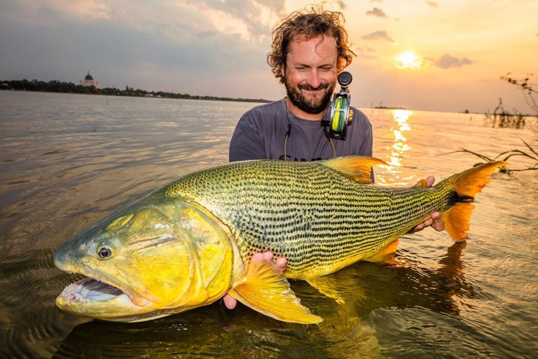 Large golden dorado held by angler