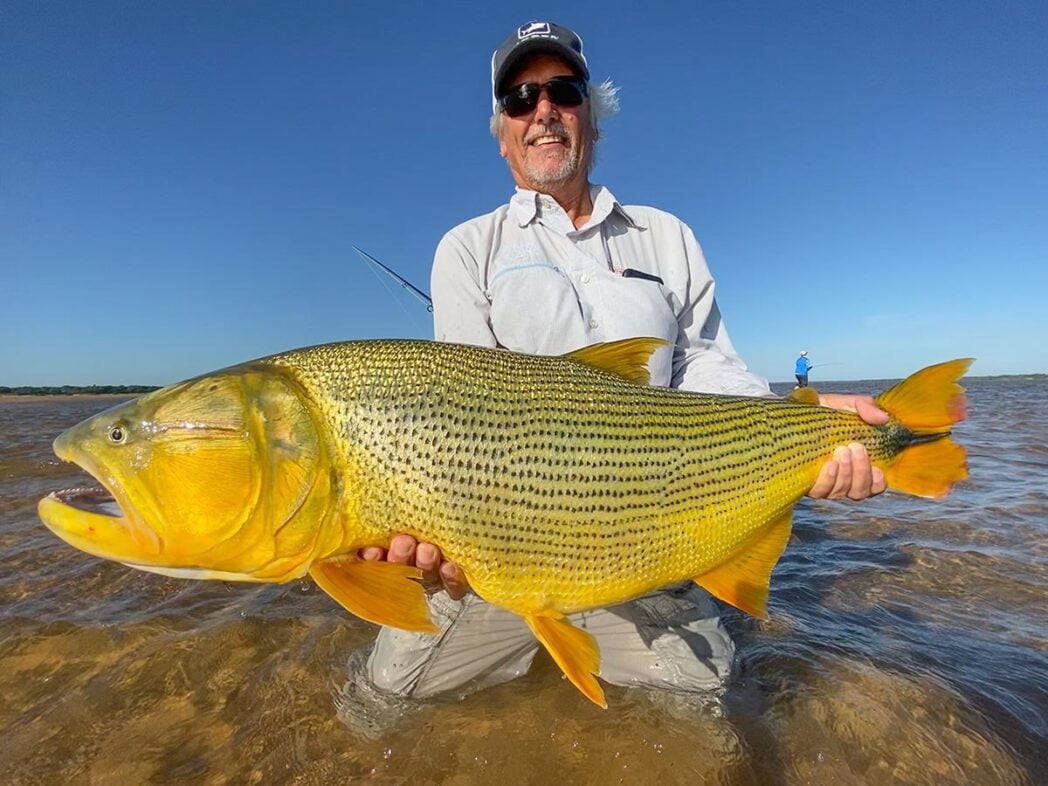 Huge golden dorado in Argentina