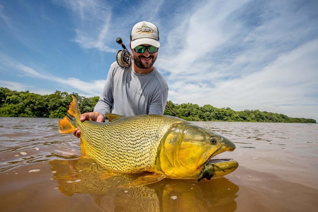 Golden dorado caught fly fishing