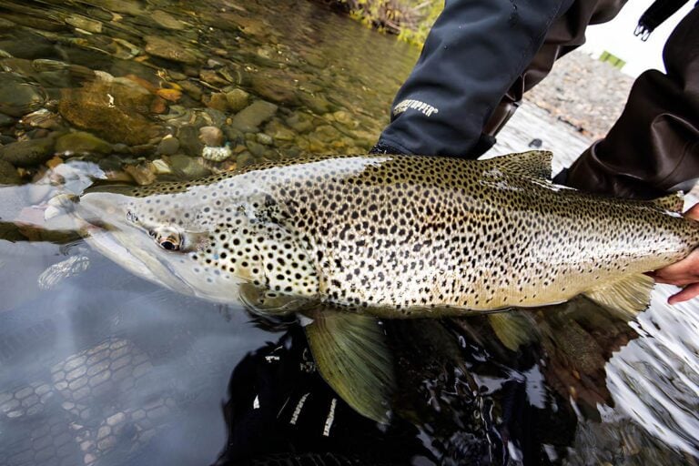 Monster trophy wild brown trout