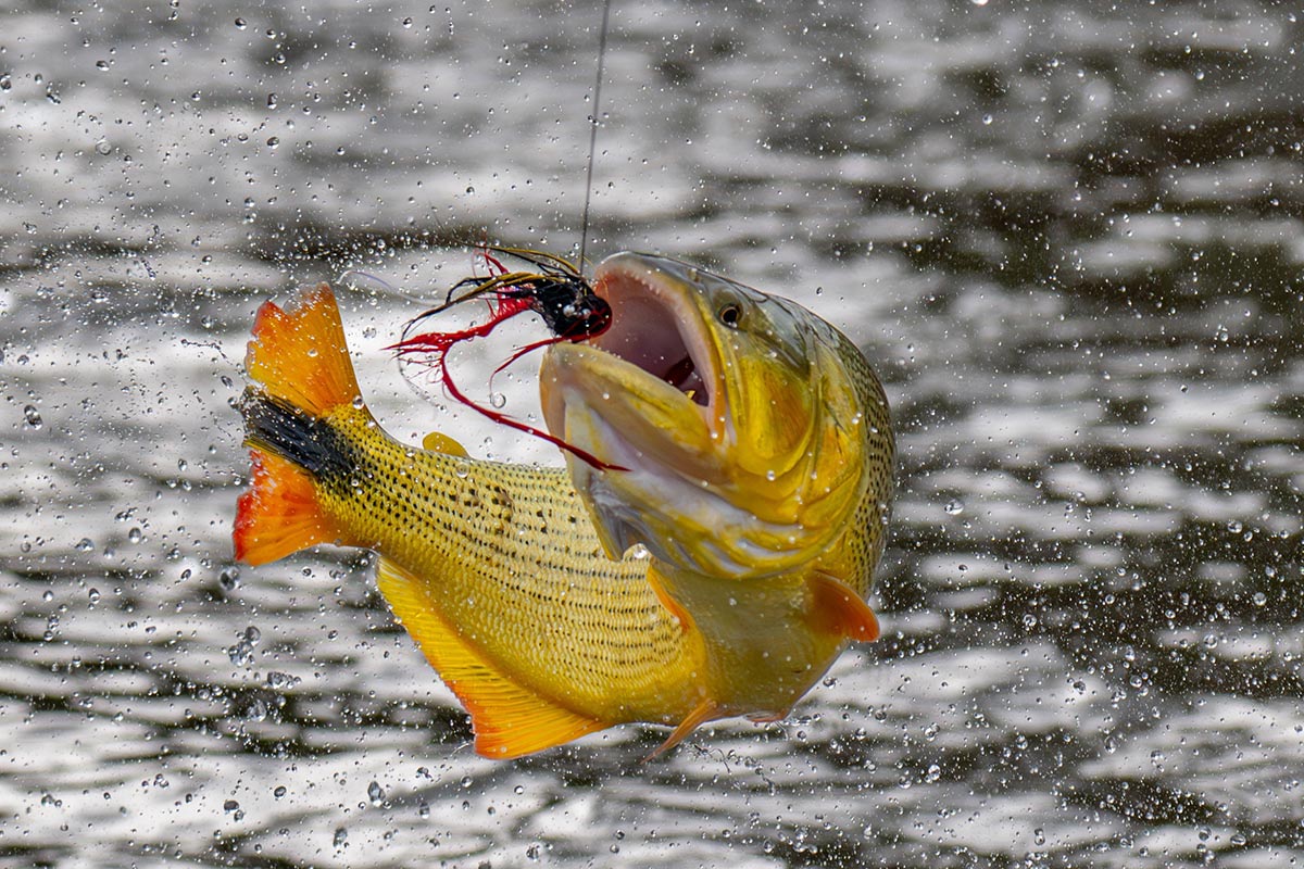 Golden dorado fish leaping to catch lure in river in Argentina