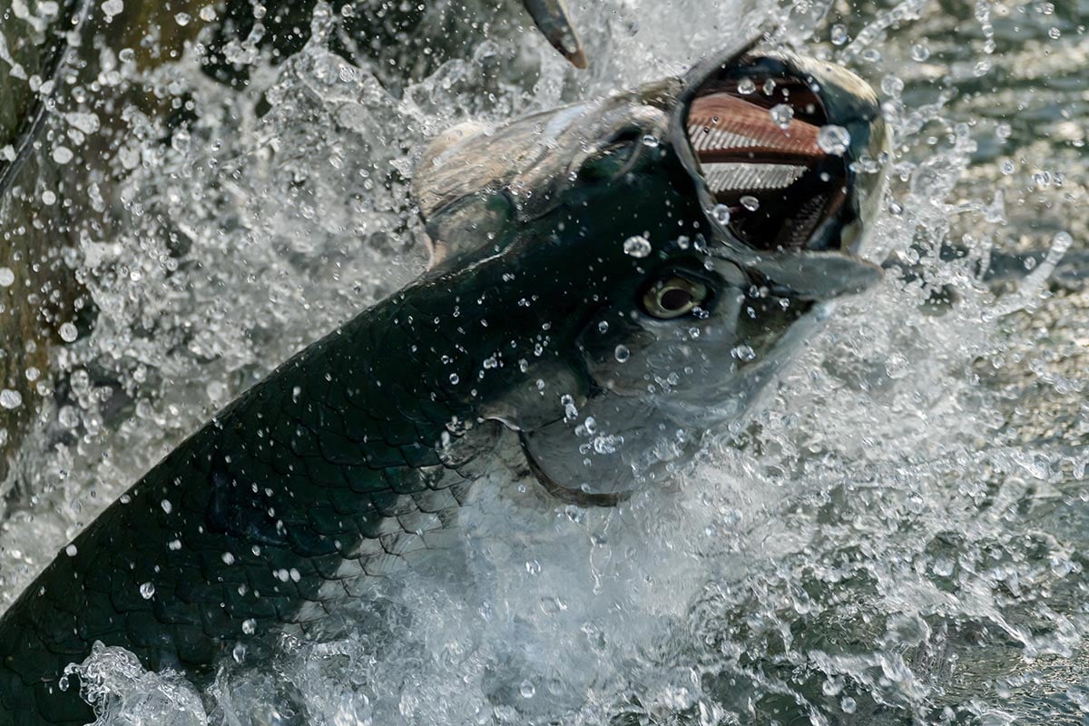 Dynamic Jumping Tarpon Breaking the Water Surface