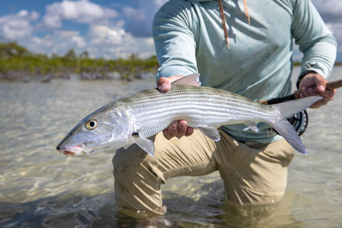 Bonefish held out of water by angler fishing the flats