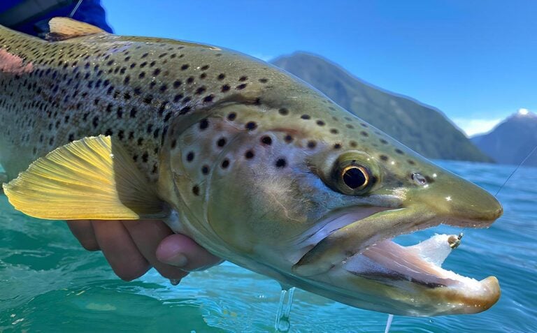 Wild brown trout fishing Chile, Argentina