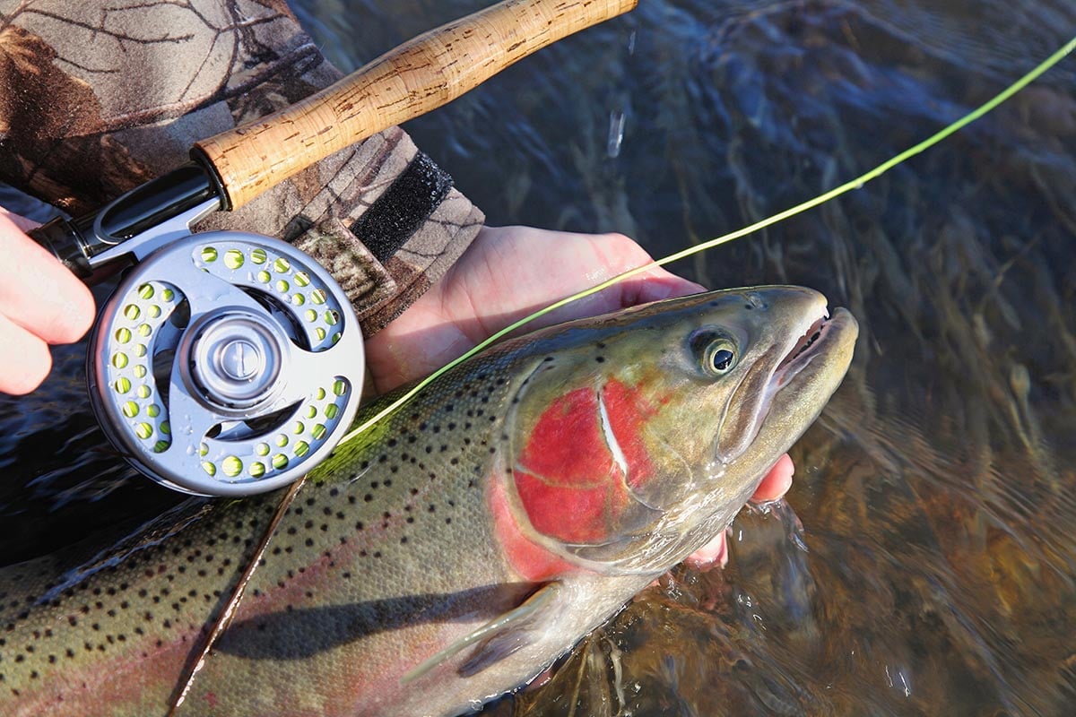 Steelhead caught fly fishing