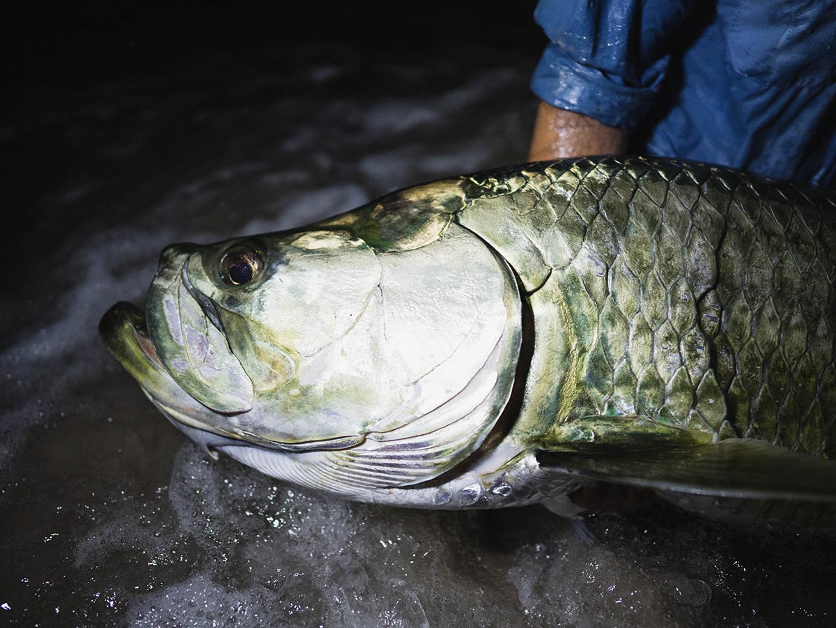 Tarpon fishing at nighttime in West Africa, Gabon