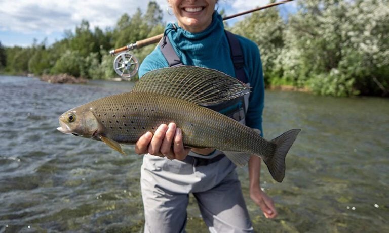 Wild graying fish held by woman fly fisher angler in river