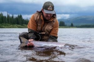 Large silver Atlantic salmon being released by fly fisherman back into Flowers River in Canada, Labrador