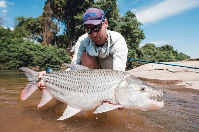 Large tigerfish from Mnyera river, Tanzania - caught fly fishing