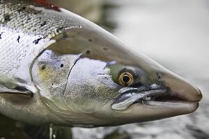 Head of fresh Atlantic salmon
