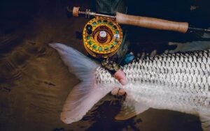 Tail of large tigerfish held beside rod and reel