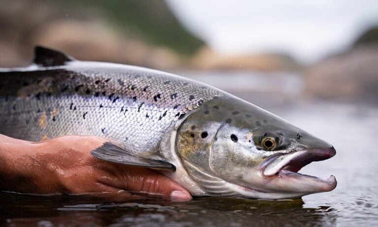 Closeup of fresh silver Atlantic salmon held above water by angler