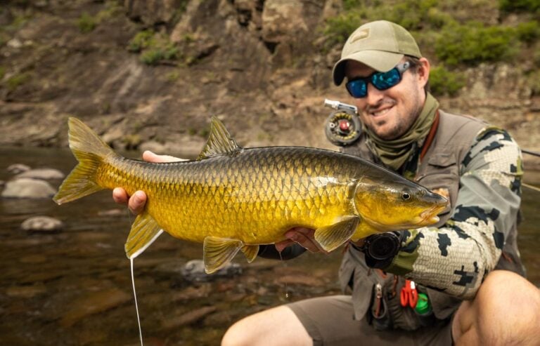 Trophy yellowfish caught fly fishing in the highlands of Lesotho in Africa