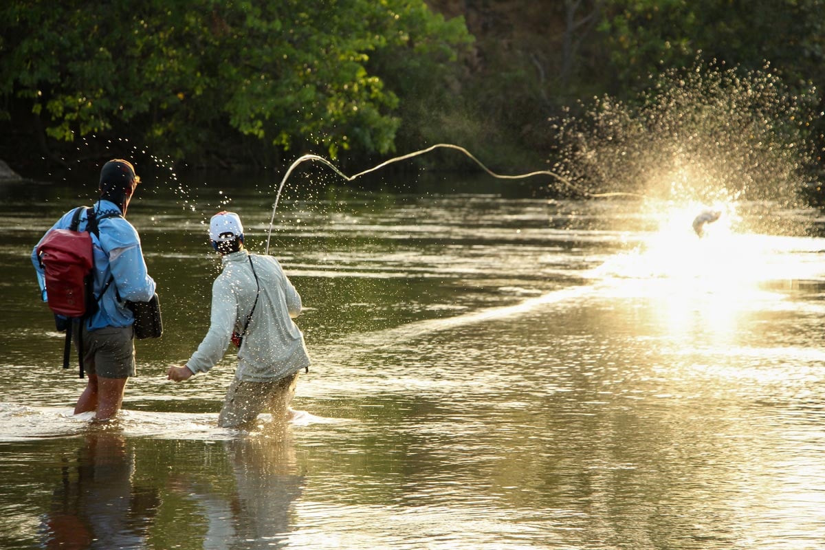 Tigerfish acrobats jumping out of water when hooked